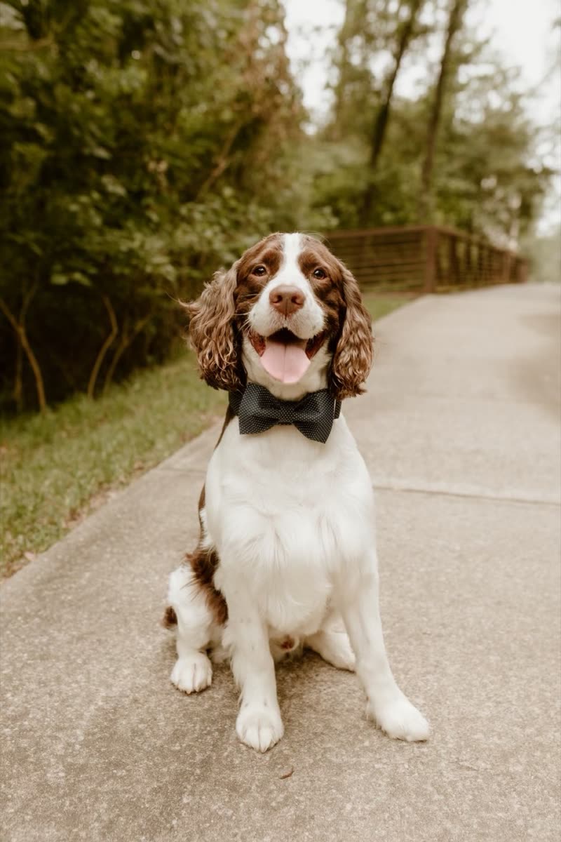 Groomed springer spaniel in a black bow tie sitting outdoors on a leafy path