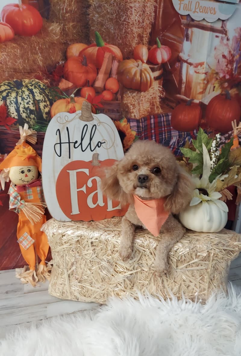 Small apricot poodle-type dog in an orange bandana on a hay bale in the autumn pumpkin set