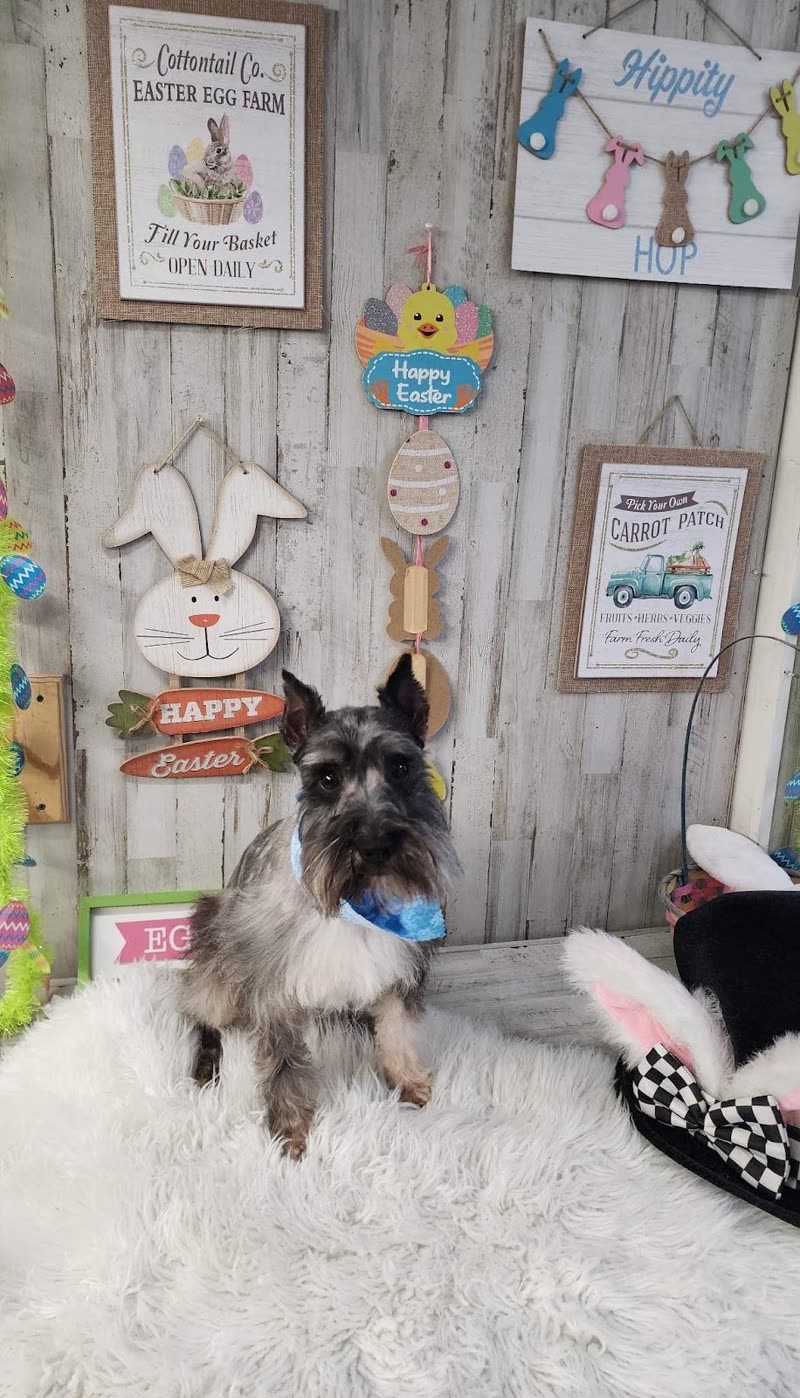 Small grey terrier in a blue bandana in the Easter-themed photo corner