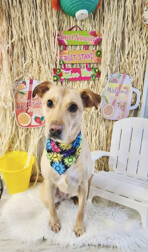 Tan short-coated dog in a floral bandana after a bath and tidy-up