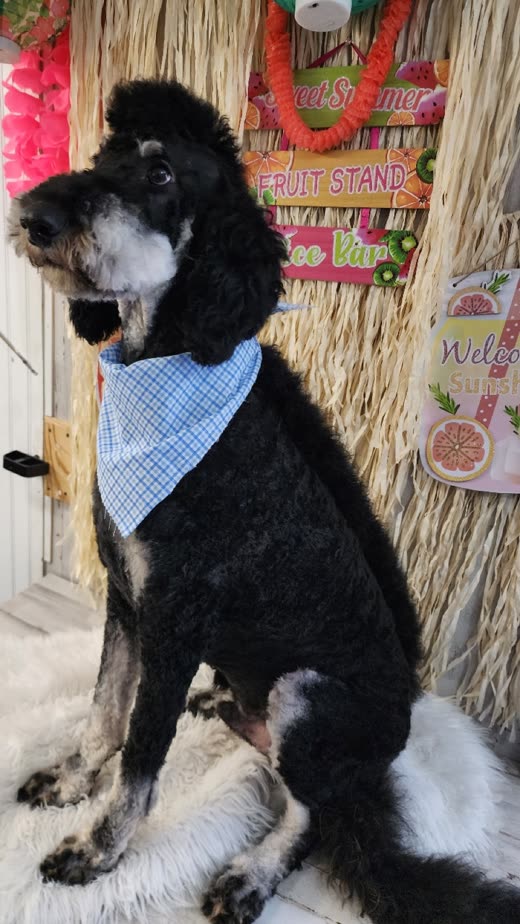 Black poodle with a hand-scissored coat and gingham bandana