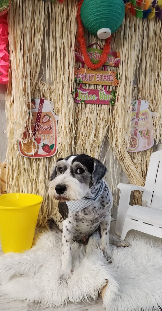 Merle-coated dog brushed out and finished with a blue bandana