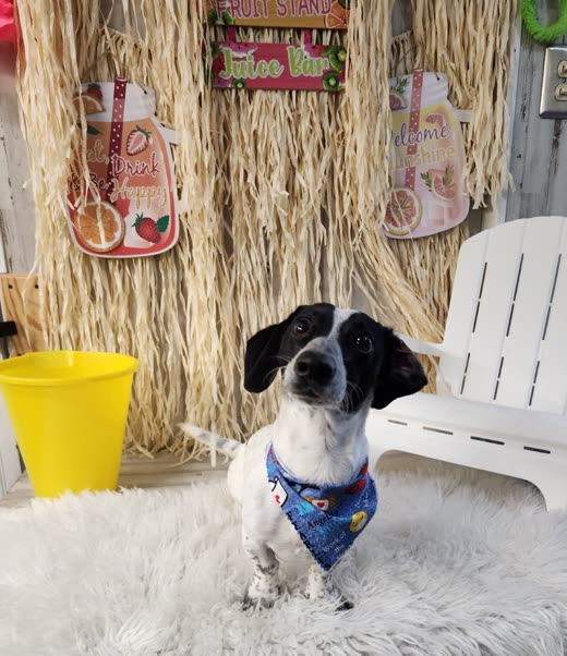Black-and-white spaniel-type dog groomed and wearing a blue bandana