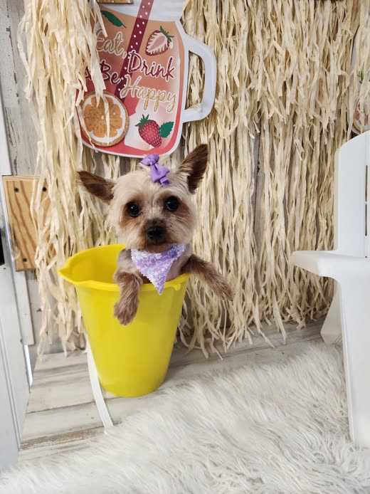 Freshly groomed small terrier with a purple bow sitting in a yellow bucket